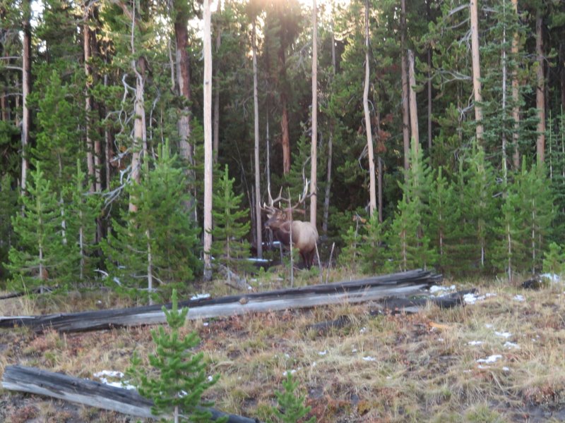 A buck elk in the trees